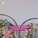 잎새다육