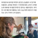 [고은경의 반려배려] 부엉이는 괴로운 일본 부엉이카페 이미지