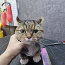 은밀하개위대하개 이미지