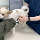 하남동물병원 이미지