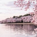 ㈜원창 | 세계유기농산업엑스포 조경식재시설물공사 후기 [대호조경건설]