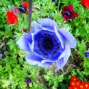 아네모네 이미지