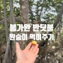 동막골캠프 | [코타키나발루 여행] 맹그로브정글 / 원숭이 먹이주기 / 선셋 &amp; 봉가완 반딧불 투어 솔직 후기