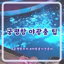 화성시 궁평항 야광충 | 야광충 팁, 준비물, 궁평항 주차