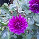 스테이단감 이미지