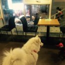 한스애견카페 이미지