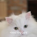 13번째고양이 이미지