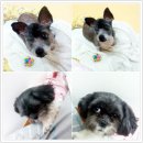 깜이네 이미지