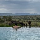 초원세탁 | 포시즌스 사파리 롯지 | 탄자니아 5박 6일 신혼여행 후기