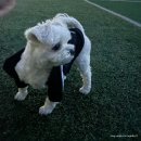 퍼피트랙 | 강아지옷 추천 FCMM 퍼피 트랙탑 후기