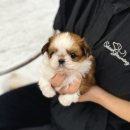 개린이집 강아지분양 고양이분양 전주본점 이미지