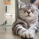 엉클스캣 이미지