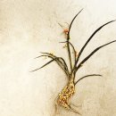 봄나물 장아찌 레시피 이미지