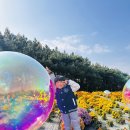 행복이들과 드림파크 국화축제-1🍀 이미지