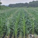 중부농산 이미지