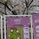 정원화학 | 1년에 딱 6일만 열리는 비밀의 정원! 인천 SK석유화학 벚꽃동산 2026 관람 후기 &amp; 주차 꿀팁 🌸