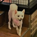 깜찍하개 이미지