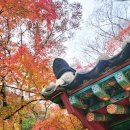 다보사 - 1434 | 가을 햇살 아래, 나를 사로잡은 천년고찰 - 나주 금성산 다보사 방문기