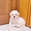 함께 있어줄개 이미지