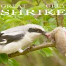 Great Grey Shrike. Birds in breeding season. Six chicks in one bird nest! 이미지