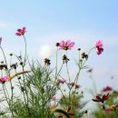 가을바람 이미지