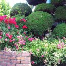 넝쿨장미집 이미지