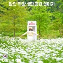 둑방공원 | 함안 악양생태공원 데이지 후기｜2026 개화상황 둑방길 양귀비 수레국화 총정리