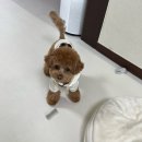 브라운버터(brown butter) | 강아지 데일리룩 | 말티푸 소형견 봄가을 아우터 모음