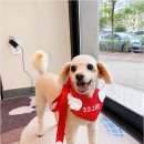 Coco Grooming 네이버블로그