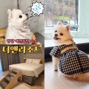 펫스파 | 강원도 양양여행 | 애견동반 더앤리조트 온천 스파 조식 펫룸 남애항 근처숙소추천 내돈내산 후기
