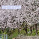 부산 사람 없는 한적한 벚꽃 명소 수영사적공원 벚꽃 벌써 만개했어요