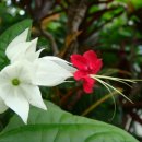 클레로덴드룸 톰소니에 [덴드롱,Clerodendrum thomsoniae] 이미지