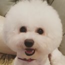 분홍