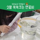 씨앗농부 | 연꽃씨앗 발아 키우기 집에서 키우기 난이도 연꽃은 언제 피나요?