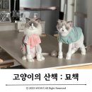 고양이의 산책:묘책 이미지