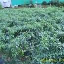 다락골농장 이미지