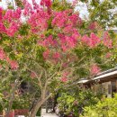 할방구 할망구 나무, 배롱나무꽃 이미지