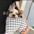 정아 켄넬 | [오햇살라이프] 반려견 이동가방 더블콤마(Double Comma) 콤마백 4년째 사용 후기