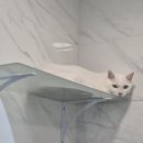 뽀송캣 이미지