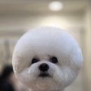 솔리스텔라