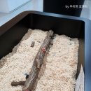 풍뎅이 별관 이미지