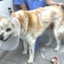 동물자유연대 부속 동물병원 이미지