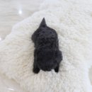 착한애견분양(원주점) 이미지