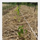 흙사랑농장 이미지