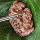 고기굽는정원 이미지