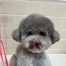 러브썸그루밍샵 이미지