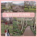 천천이니.숲.우리점 | 2026 4월 봄 화담숲 수선화축제 ㅣ 주차장꿀팁 개화현황 벚꽃 아직 있어요