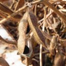 바우찹쌀농장 이미지