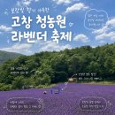 카페청 - 강진군 사의재길 31-8 | 청농원 라벤더축제 방문 후기｜6월 마지막주 주말 개화상황, 주차, 포토존, 카페청에서 라벤더...