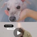 꼼꼼하개 이미지